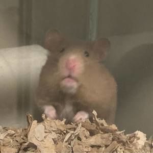 Meet your Posher, Sam